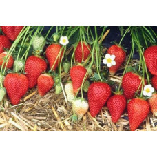 Земляника (клубника) садовая Роксана