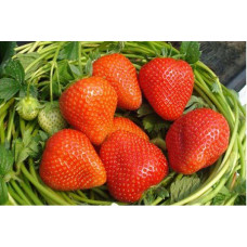 Земляника (клубника) садовая Румба