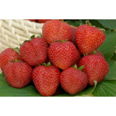 Клубника Русь