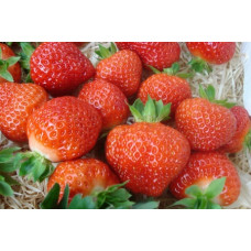 Земляника (клубника) садовая Сальса