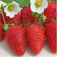 Земляника (клубника) садовая Сан Андреас