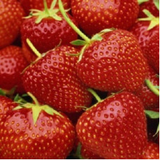 Земляника (клубника) садовая Сассет
