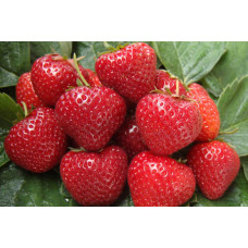 Земляника (клубника) садовая Сельва