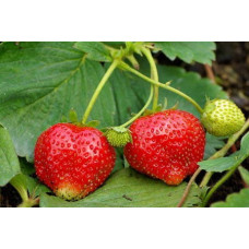 Земляника (клубника) садовая Симфония