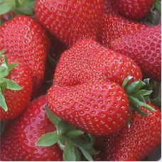 Земляника (клубника) садовая Сирия