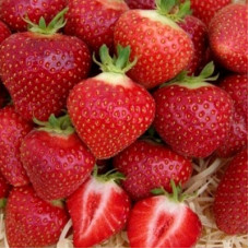 Клубника Снежана