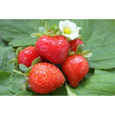 Клубника Свит Эви