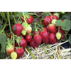 Клубника Вечная весна