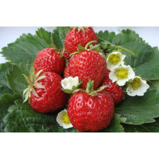 Земляника (клубника) садовая Викода