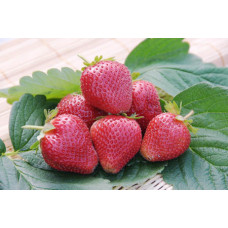 Земляника (клубника) садовая Вима Ксима