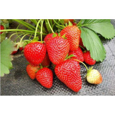 Земляника (клубника) садовая Вима Рина