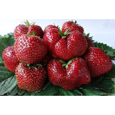 Земляника (клубника) садовая Вима Тарда