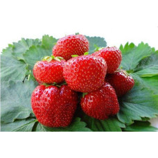 Земляника (клубника) садовая Вима Занта