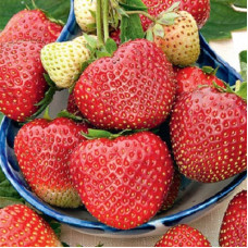 Земляника (клубника) садовая Вивальди