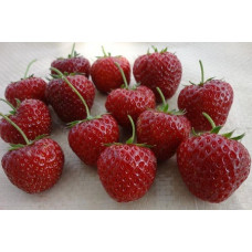 Земляника (клубника) садовая Зенга Зенгана