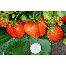 Клубника Витязь