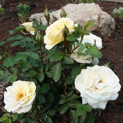 Роза канадская парковая Ж.П.Коннел (серия Северный сад)