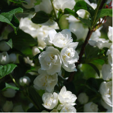 Жасмин садовый (чубушник) Алебастр