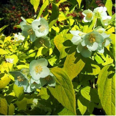 Жасмин садовый (чубушник) Ауреус