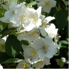 Жасмин садовый (чубушник) Дам Бланш