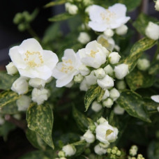 Жасмин садовый (чубушник) Инносенс