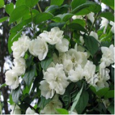 Жасмин садовый (чубушник) Мажори