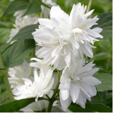 Жасмин садовый (чубушник) Миннесота Сноуфлэйк