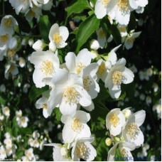 Жасмин садовый (чубушник) Бель Этуаль