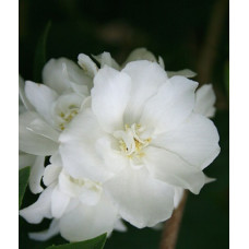 Жасмин садовый (Чубушник) Джирандоль