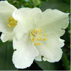 Жасмин (чубушник) Лемуана