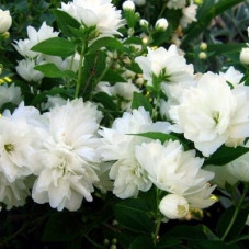 Жасмин садовый (чубушник) Менто Д'эрмин