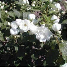 Жасмин садовый (чубушник) Шниструм