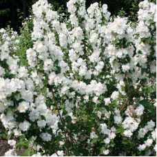 Жасмин садовый (Чубушник) Снежная Буря