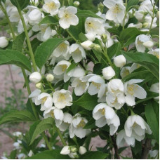 Жасмин садовый (Чубушник) Воздушный десант (Земляничный)