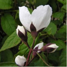 Жасмин садовый Старбрайт