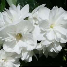 Жасмин садовый (чубушник) Вёджинэл