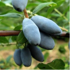 Жимолость съедобная Альтаир