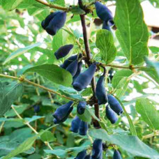 Жимолость съедобная Амур