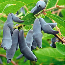 Жимолость съедобная Бакчарская юбилейная