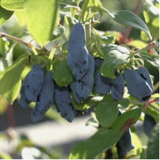 Жимолость съедобная Бакчарский Великан