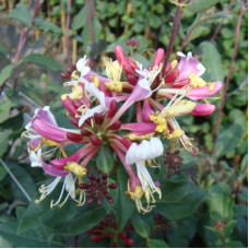 Жимолость приморская Белгика селект