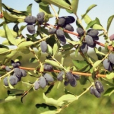 Жимолость съедобная Берель