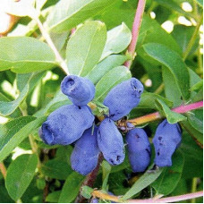 Жимолость съедобная Челябинка