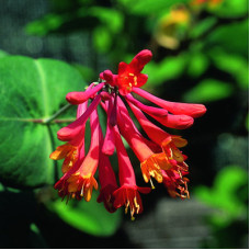 Жимолость Брауна Дропмор Скарлет