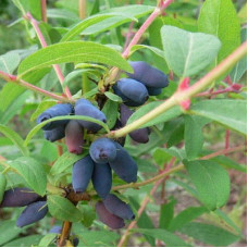 Жимолость съедобная Дуэт