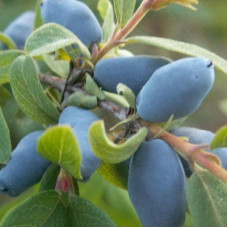 Жимолость съедобная Фиалка