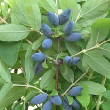 Жимолость съедобная Голубка