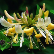 Жимолость приморская Грэхэм Томас