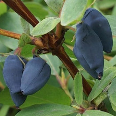 Жимолость съедобная Икса