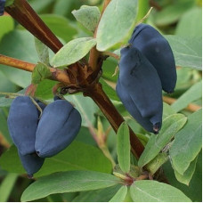 Жимолость съедобная Индиго